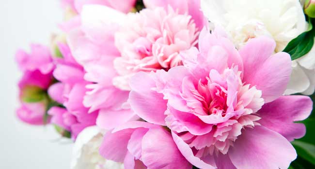 Skønne lyserøde fødselsdagsblomster